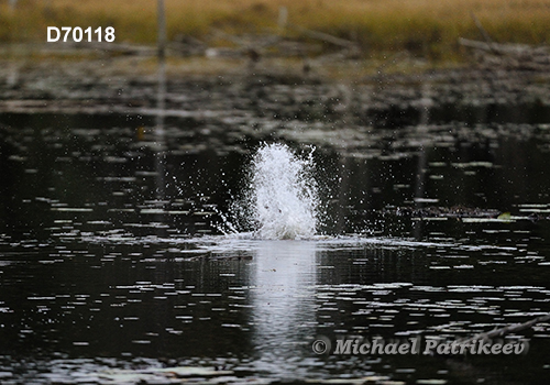 North American Beaver (Castor canadensis)